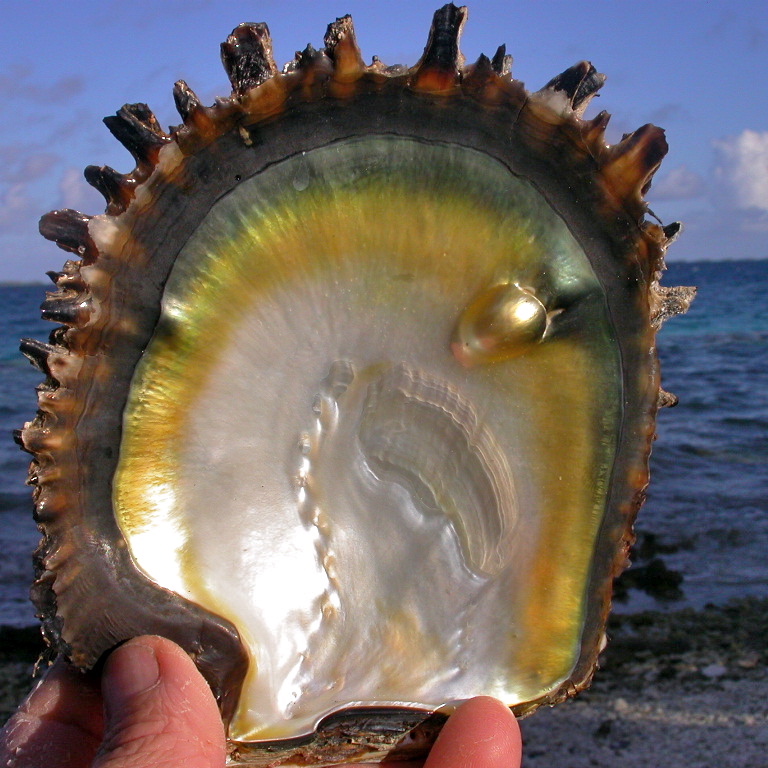 l'huître perlière "Pinctada margaritifera" peut revêtir différents variations de teintes. C'est elle qui permettra la diversité des couleurs unique de la perle de Tahiti